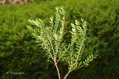 Phyllanthus myrtifolius